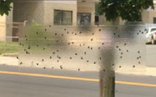 Load image into Gallery viewer, Raid 8 Pack Window Fly Trap # 8PK-FTRP-RAID